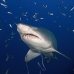 shark_tiger_sand_spar_v_0322_nca0650.jpg